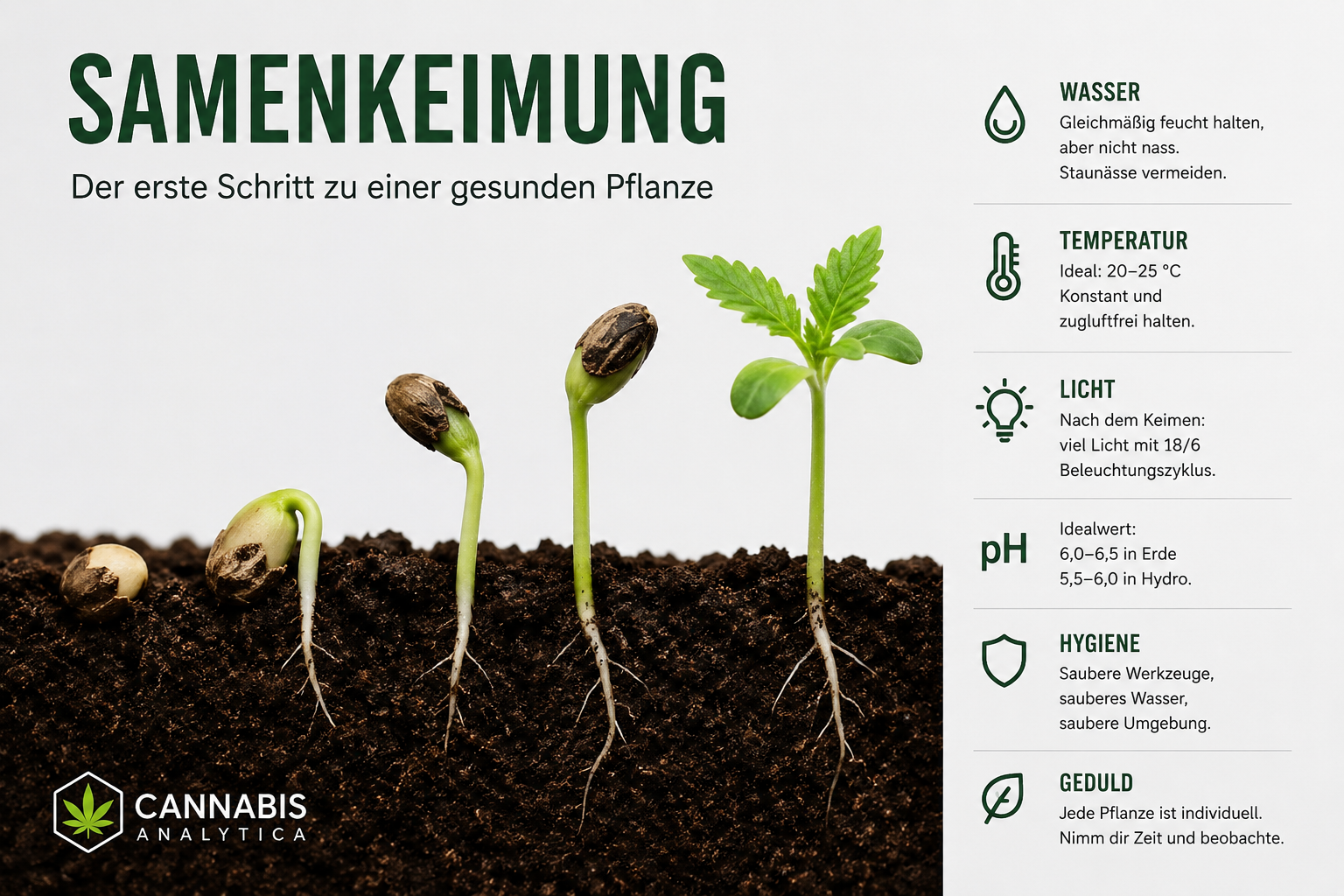 Samenkeimung als erster Schritt für gesunde Cannabis-Pflanzen