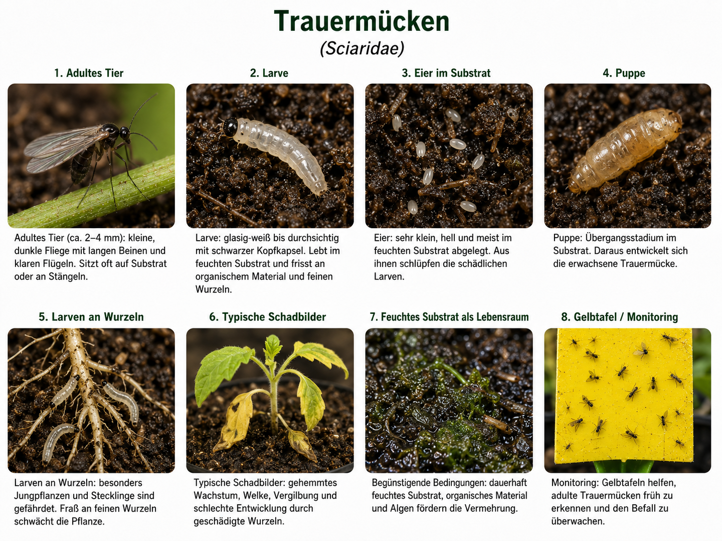 Trauermuecken und Larven im Substrat erkennen